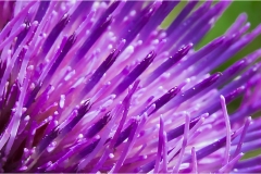 Fiori spontanei della Toscana- Fiori blu- viola