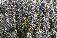 Fiori spontanei della Toscana