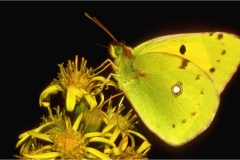 Fiori spontanei della Toscana