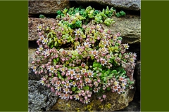 Fiori spontanei della Toscana