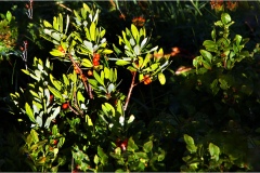zzz-Dafne-Mezereum  Fiori spontanei della Toscana