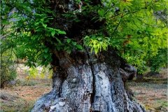 La-Garfagnana - Cerasa