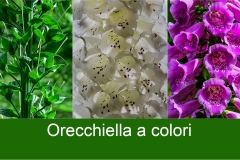 249 Garfagnana - Orecchiella a colori