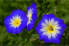 Garfagnana -Orecchiella a colori