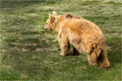 Garfagnana - Orecchiella a colori