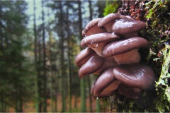 1-pleurotus