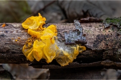 3-Tremella-mesenterica