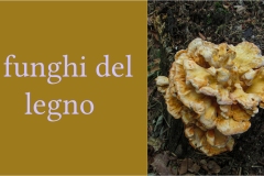 100-Laetiporus-sulphureus