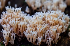 8-Artomyces-pyxidatus