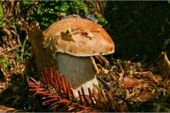 32-Boletus-edulis
