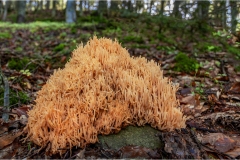 42-Ramaria