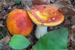 46-Russula