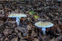 60-Amanita-giunchiglia