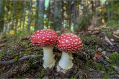 62-Amanita-muscaria