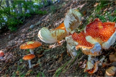 64-Amanita-muscaria3
