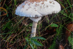 82-Macrolepiota-procera
