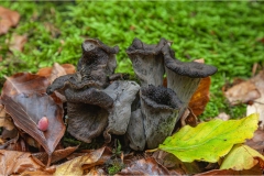 88-Craterellus-cornucopioides