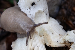 95-Limax-massima-su-russula
