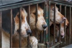 119  -  La caccia al cinghiale in  Toscana