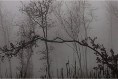 123  -  La caccia al cinghiale in  Toscana