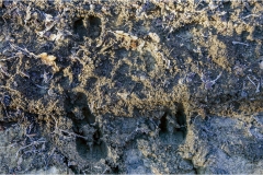 142  -  La caccia al cinghiale in  Toscana