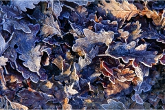 149  -  La caccia al cinghiale in  Toscana