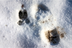 150  -  La caccia al cinghiale in  Toscana