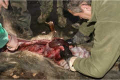 155  -  La caccia al cinghiale in  Toscana