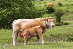 33 Svizzera Pesciatina 