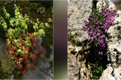 34 Svizzera Pesciatina 