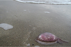 416-Le coste della Toscana -San-Vincenzo-medusa