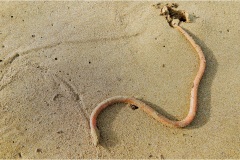 428-Le coste della Toscana -San-Vincenzo-spiaggia