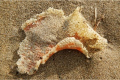 444-Le coste della Toscana -San-Vincenzo-Spiaggia