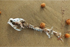 446-Le coste della Toscana -San-Vincenzo-Spiaggia-2