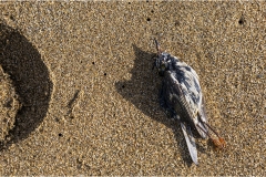 448-Le coste della Toscana -San-Vincenzo-Spiaggia