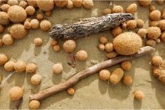 450-Le coste della Toscana -San-Vincenzo-Spiaggia