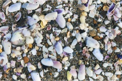 460-Le coste della Toscana -Marina-di-Castagneto-Spiaggia