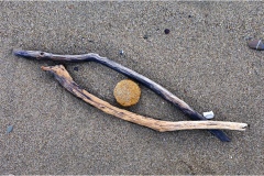 462-Le coste della Toscana -Marina-di-Castagneto-Spiaggia