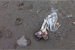 464-Le coste della Toscana -Marina-di-Castagneto-Spiaggia