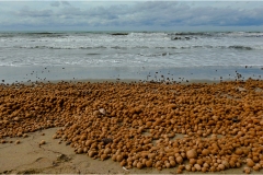 470-Le coste della Toscana -Marina-di-Castagneto-I-Pianetti