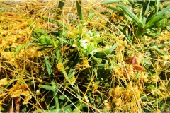 478. Le coste della Toscana -Vegetazione-dunale-Cuscus-Campestris