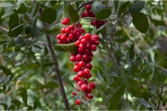 480-Le coste della Toscana -Vegetazione-dunale-Sambucus-racemosa