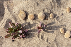 484-Le coste della Toscana -Vegetazione-dunale-Carpobrotus-Edulis