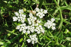 488-Le coste della Toscana -Vegetazione-dunale-Echinophora-spinosa