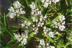 490-Le coste della Toscana -Vegetazione-dunale-Echinophora-spinosa