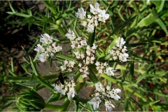 492-Le coste della Toscana Vegetazione-dunale-Echinophora-spinosa