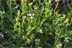 494-Le coste della Toscana -Vegetazione-dunale-Cakile-marittima