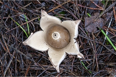 496-Le coste della Toscana -Vegetazione-dunale-Geaster-triplex