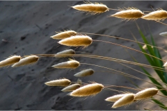 498-Le coste della Toscana -Vegetazione-dunale-Geaster-triplex