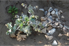 500-Le coste della Toscana -Vegetazione-dunale-Geaster-triplex